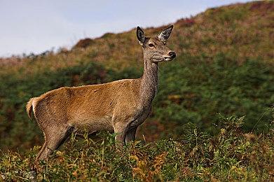 iOS 16来了 还有多款新品！苹果股价暴涨2%